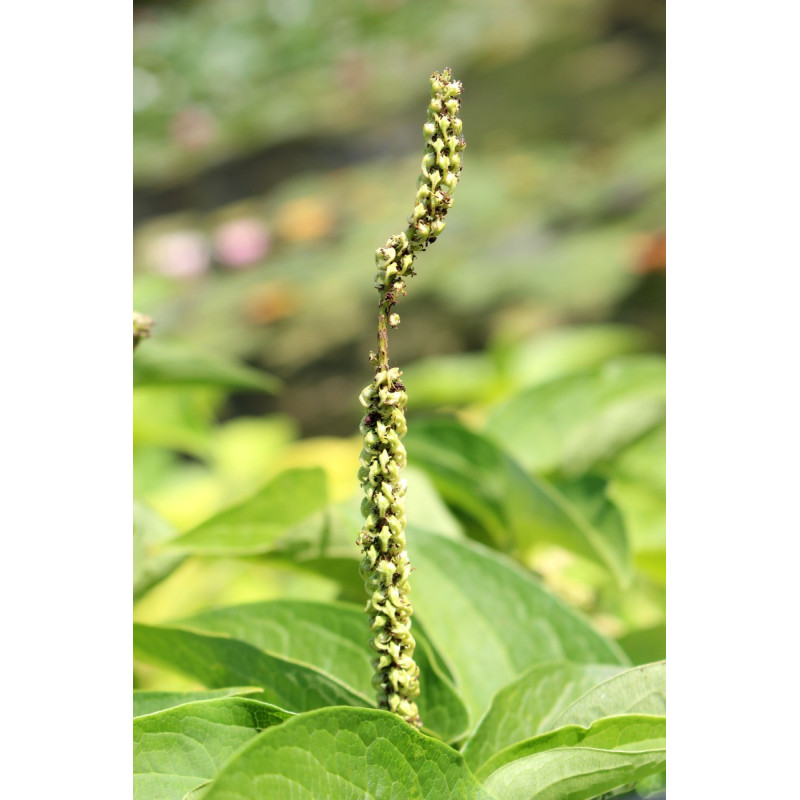 SAURURUS cernuus SAURURUS cernuus