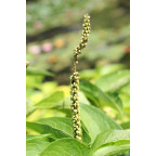 SAURURUS cernuus SAURURUS cernuus