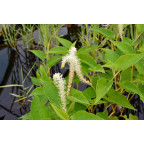 SAURURUS cernuus SAURURUS cernuus