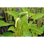 SAURURUS cernuus SAURURUS cernuus