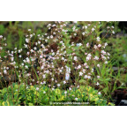 SAXIFRAGA x urbium 'Aureopunctata'