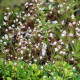 SAXIFRAGA x urbium 'Aureopunctata'