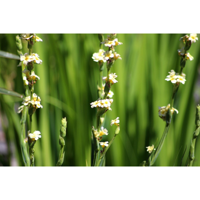 SISYRINCHIUM striatum