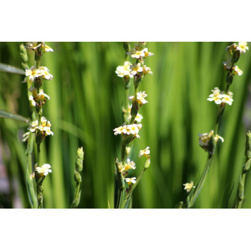 SISYRINCHIUM striatum