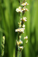 SISYRINCHIUM striatum
