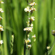 SISYRINCHIUM striatum