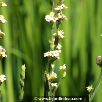 SISYRINCHIUM striatum