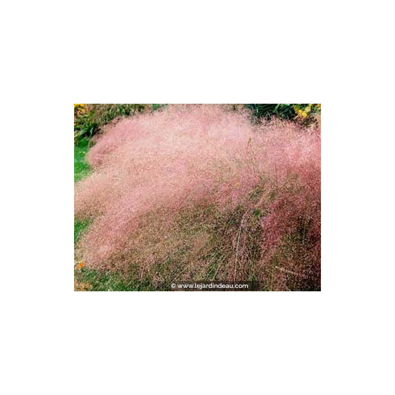 ERAGROSTIS spectabilis ERAGROSTIS spectabilis