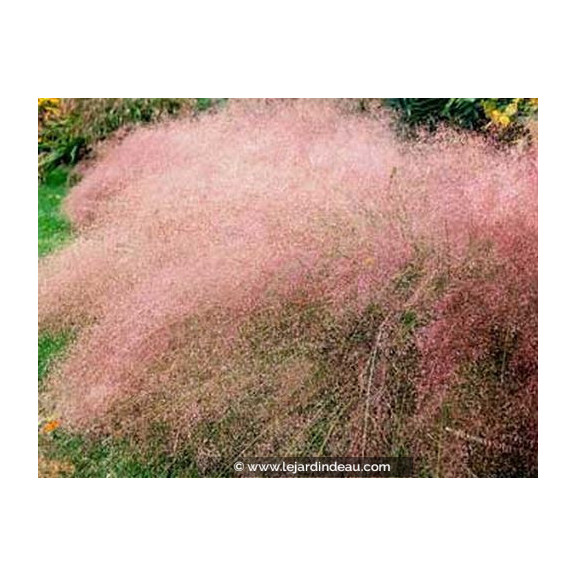 ERAGROSTIS spectabilis