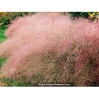 ERAGROSTIS spectabilis ERAGROSTIS spectabilis