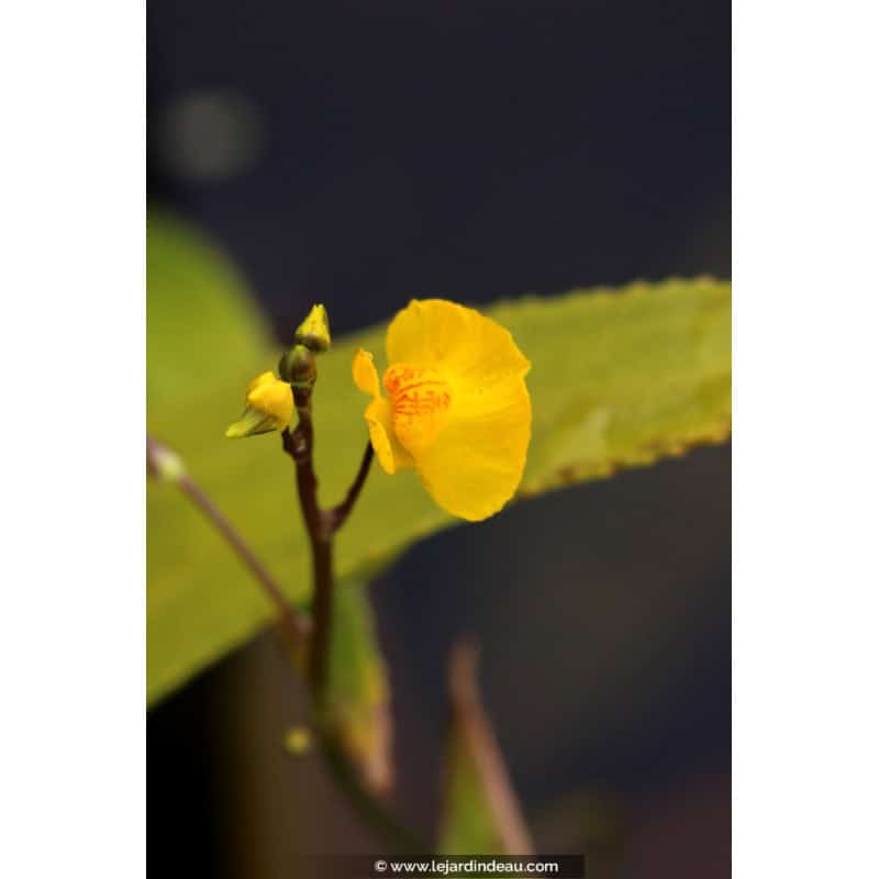 UTRICULARIA vulgaris UTRICULARIA vulgaris