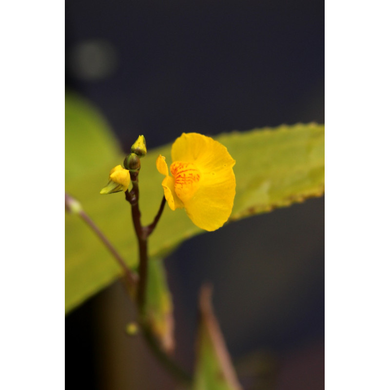 UTRICULARIA vulgaris