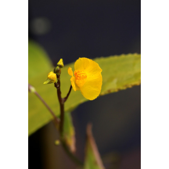 UTRICULARIA vulgaris