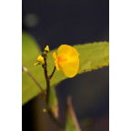 UTRICULARIA vulgaris