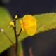 UTRICULARIA vulgaris