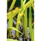 UTRICULARIA vulgaris