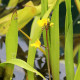 UTRICULARIA vulgaris