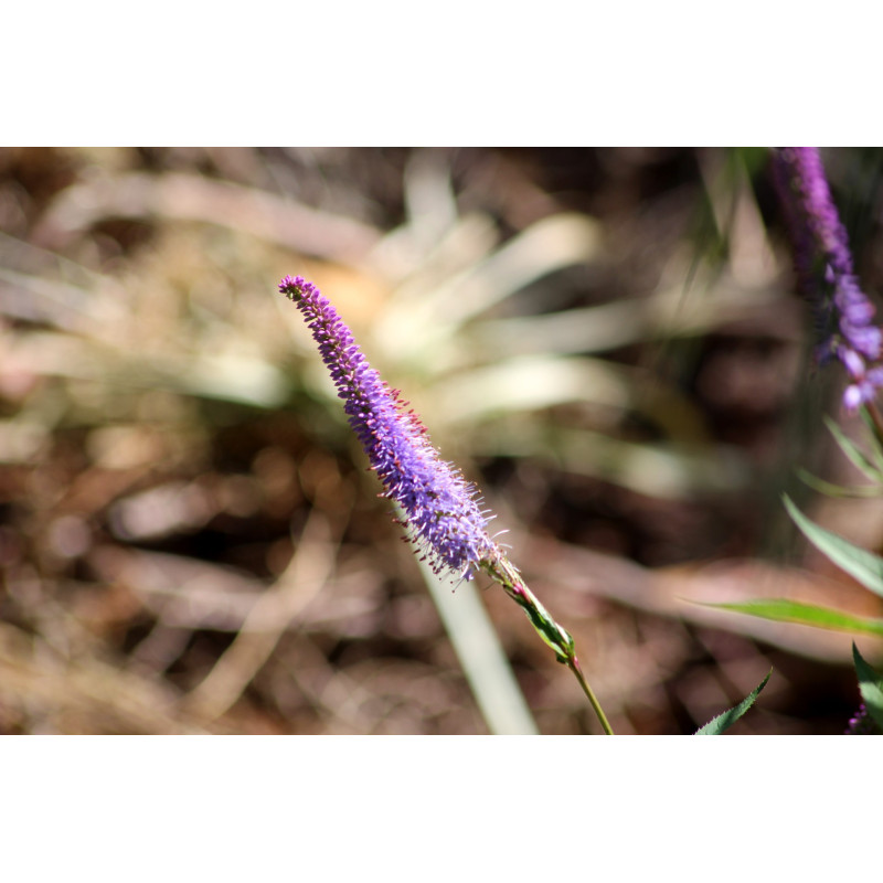 VERONICASTRUM virginicum 'Fascination'