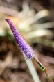 VERONICASTRUM virginicum 'Fascination'