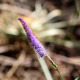 VERONICASTRUM virginicum 'Fascination'