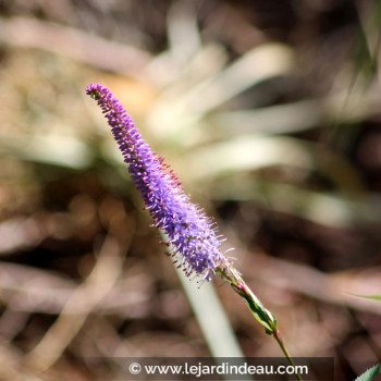 VERONICASTRUM virginicum &#039;Fascination&#039;