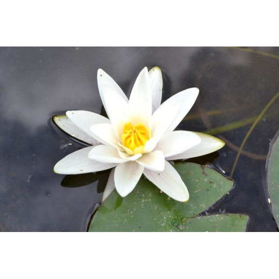 NYMPHAEA alba