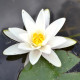 NYMPHAEA alba