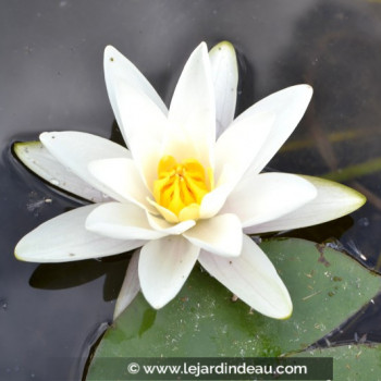 NYMPHAEA alba