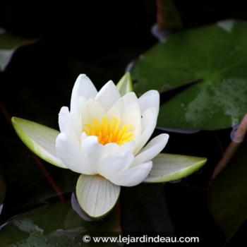 NYMPHAEA candida