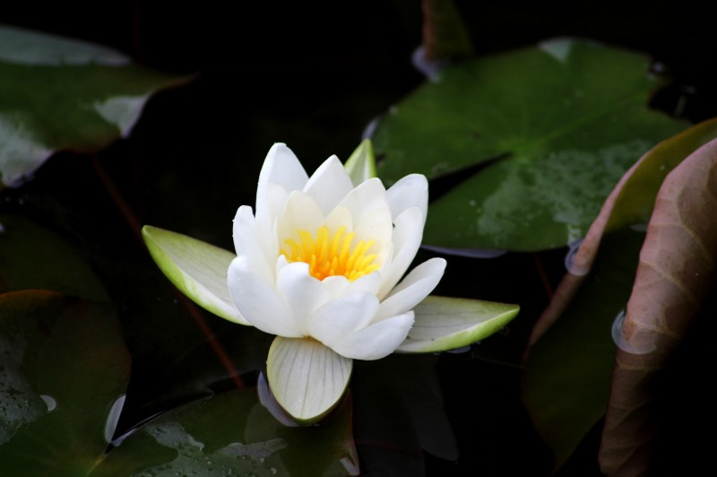 Nénuphar Blanc - Nymphaea en KIT sec —