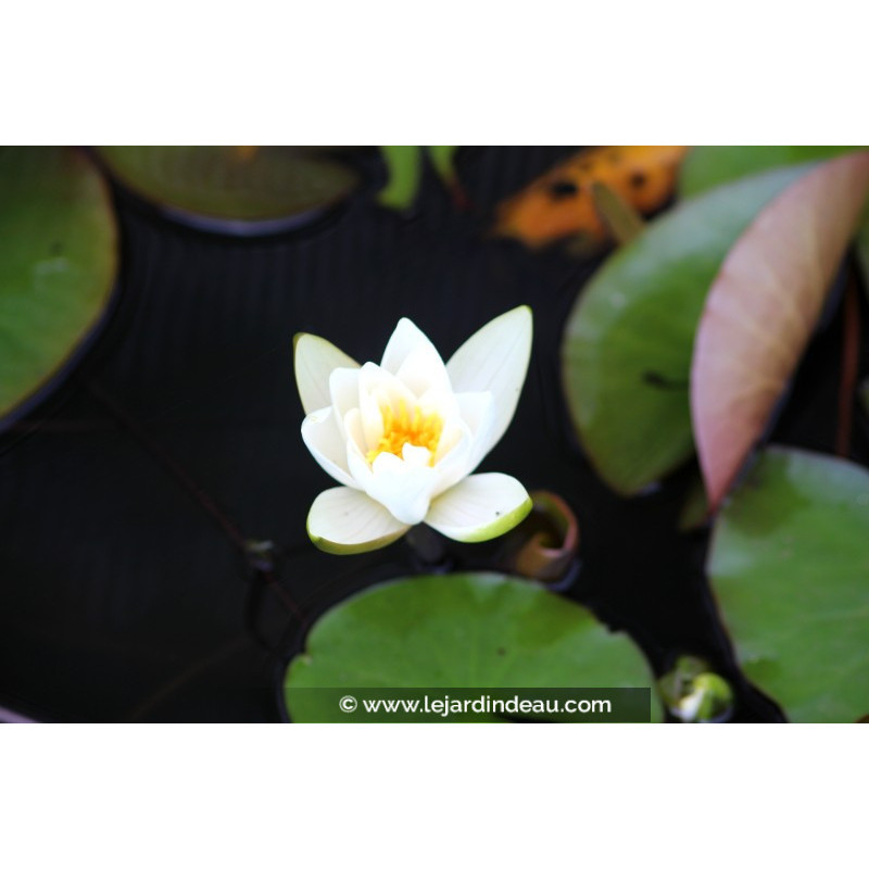 NYMPHAEA candida