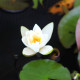 NYMPHAEA candida