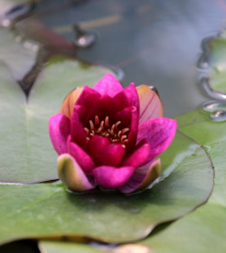 NYMPHAEA 'Ellisiana'