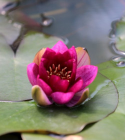 NYMPHAEA 'Ellisiana'