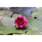 NYMPHAEA 'Ellisiana' NYMPHAEA 'Ellisiana'