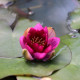 NYMPHAEA 'Ellisiana'