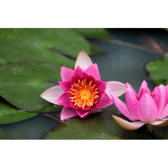 NYMPHAEA 'Ellisiana'