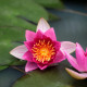 NYMPHAEA 'Ellisiana'