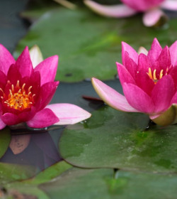 NYMPHAEA 'Ellisiana'