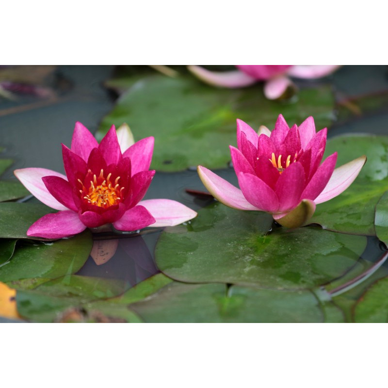 NYMPHAEA 'Ellisiana' NYMPHAEA 'Ellisiana'