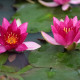 NYMPHAEA 'Ellisiana'