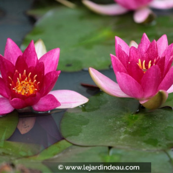 NYMPHAEA &#039;Ellisiana&#039;