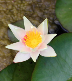 NYMPHAEA 'J.C.N. Forestier'