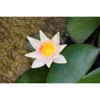 NYMPHAEA 'J.C.N. Forestier'