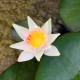 NYMPHAEA 'J.C.N. Forestier'