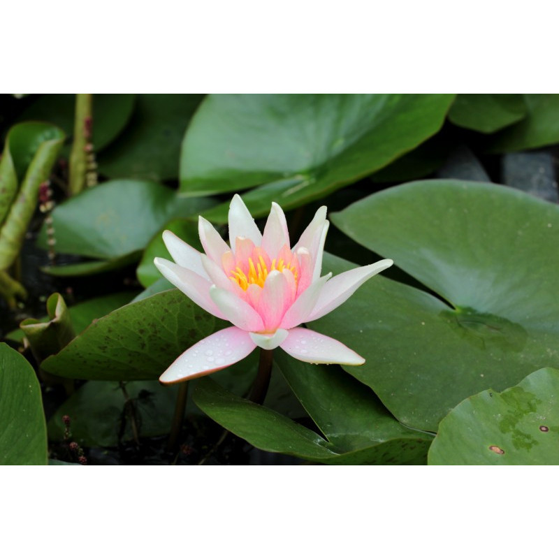 NYMPHAEA 'J.C.N. Forestier'