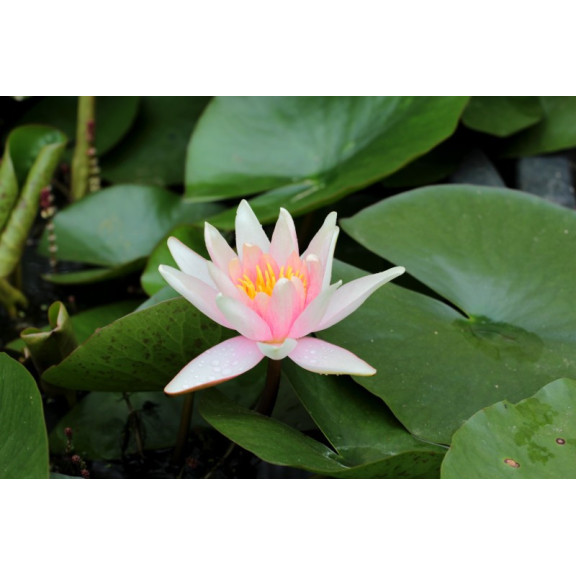 NYMPHAEA 'J.C.N. Forestier'