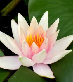 NYMPHAEA 'J.C.N. Forestier'