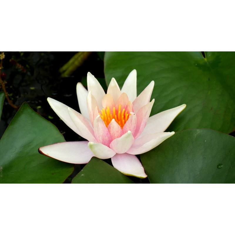 NYMPHAEA 'J.C.N. Forestier'