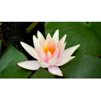 NYMPHAEA 'J.C.N. Forestier'